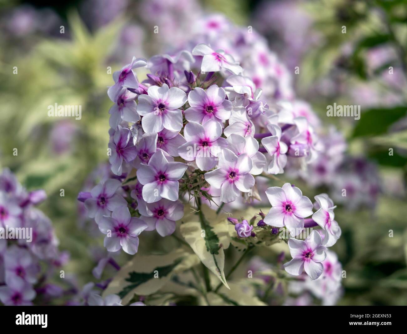 Primo piano di fiori di Phlox paniculata Norah Leigh Foto Stock