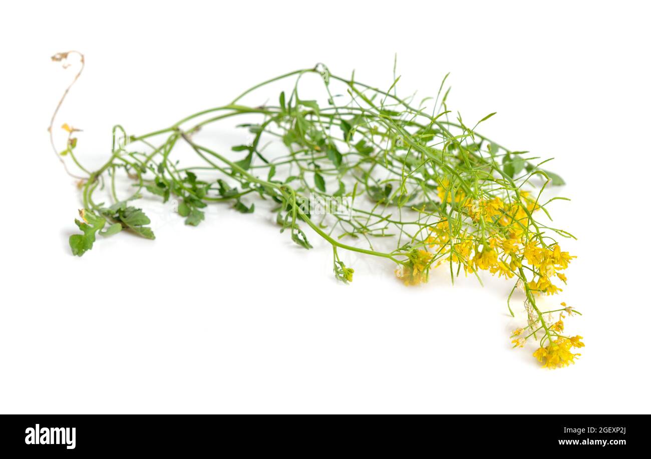 Rorippa sylvestris, yellowcress strisciante, keek, o fieldcress giallo. Isolato su sfondo bianco Foto Stock
