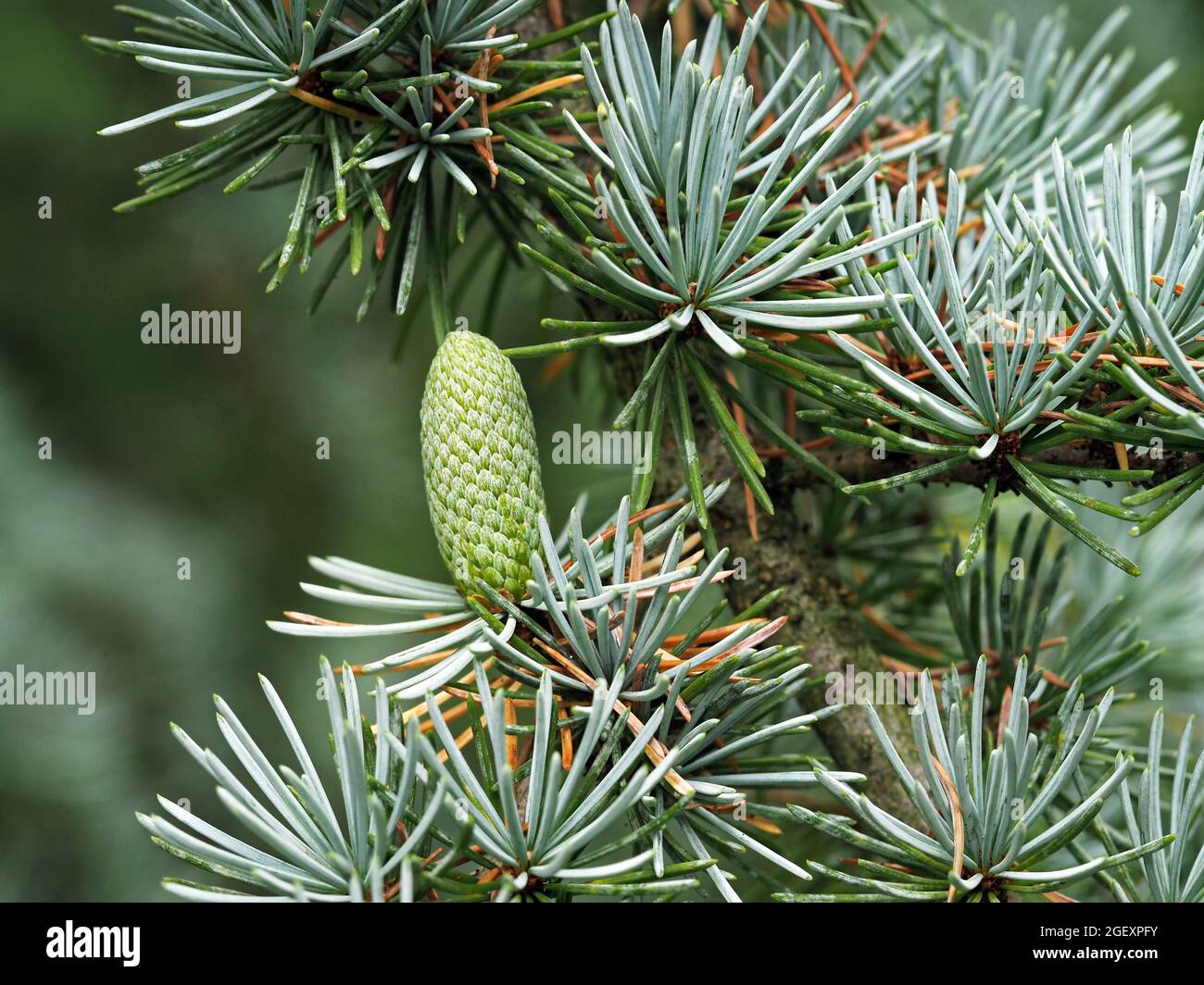 Piccolo cono su un albero di cedro blu dell'Atlante Foto Stock