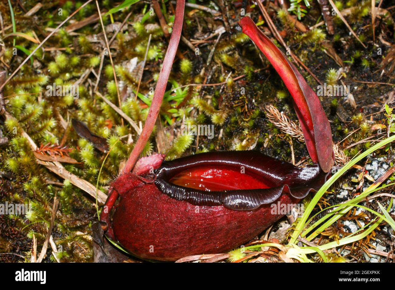 Caraffa rossa di nepenthes rajah, pianta carnivorosa di caraffa, Sabah, Borneo Foto Stock