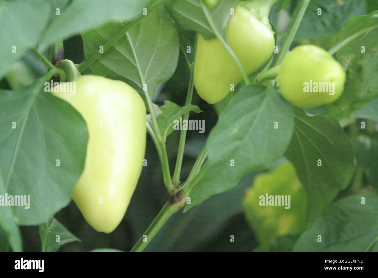Papper Foto Stock