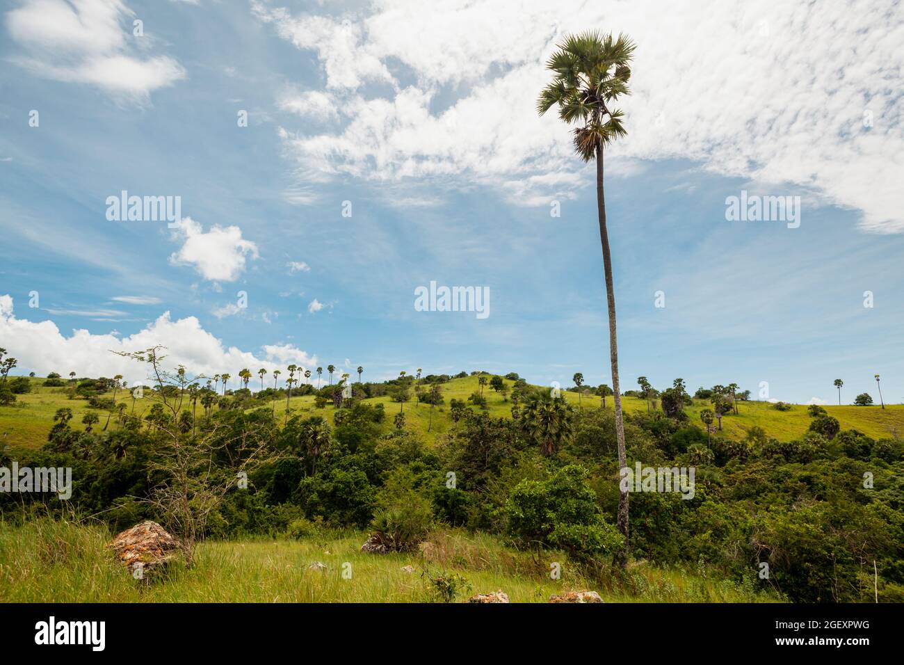Albero di palma di Lontar nella savana e nella foresta monsonica Foto Stock