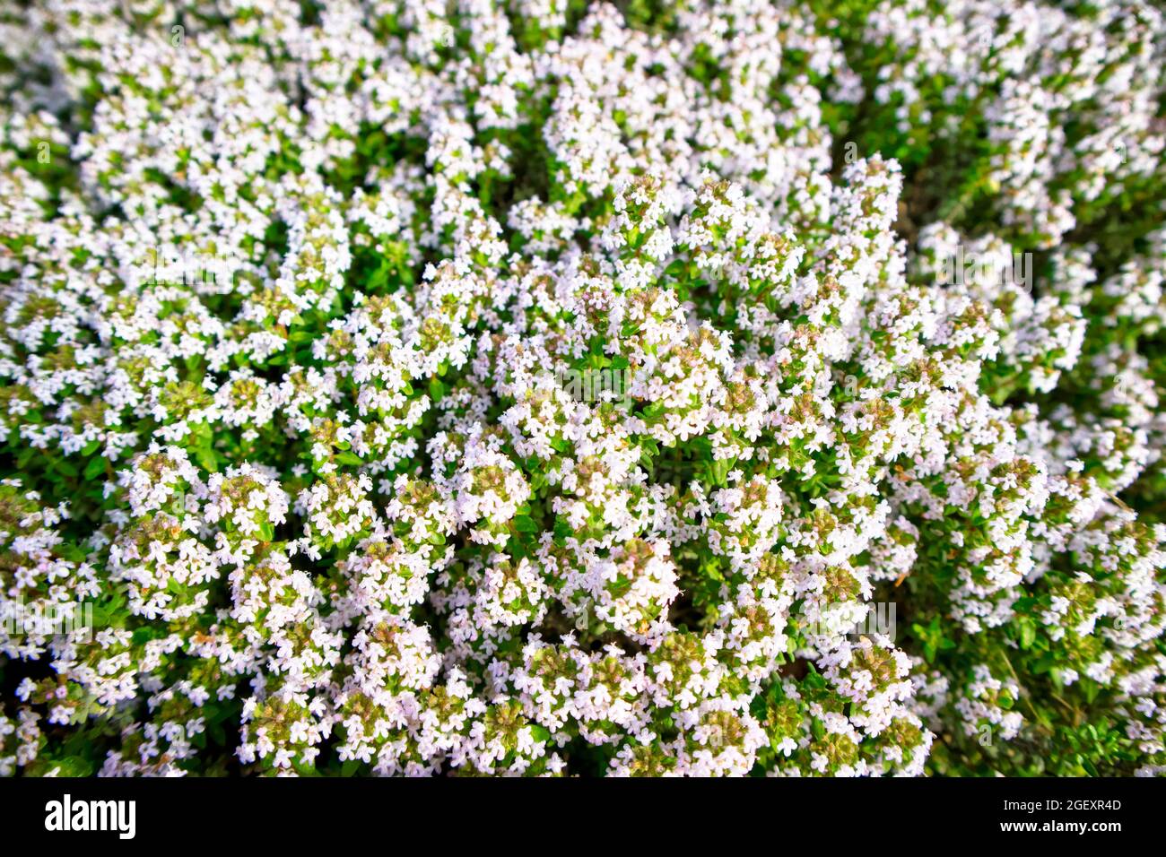 Il fiore del cespuglio di timo in piena fioritura Foto Stock