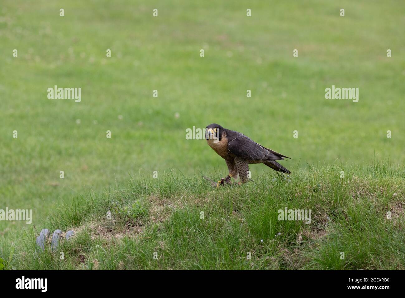 Falco pellegrino (Falco peregrinus) Foto Stock