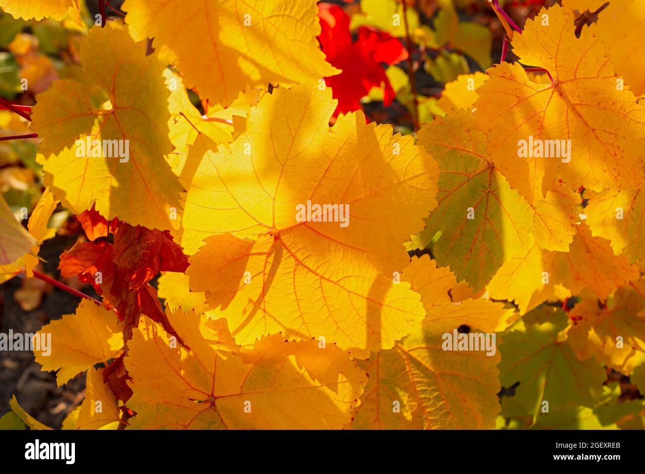 Primo piano foglia gialla d'uva su sfondo sfocato. Sfondo autunnale colorato. Foglie esposte alla luce del sole dal basso. Uve mature, il concetto di Foto Stock