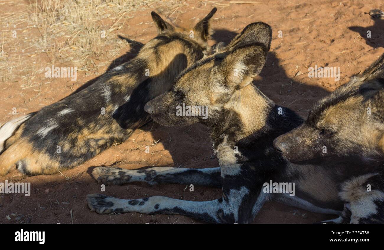 Cane selvatico africano close up (Lycaon pictus) o cane da caccia capo o gruppo di cani dipinti che si trovano in Namibia, Africa Foto Stock