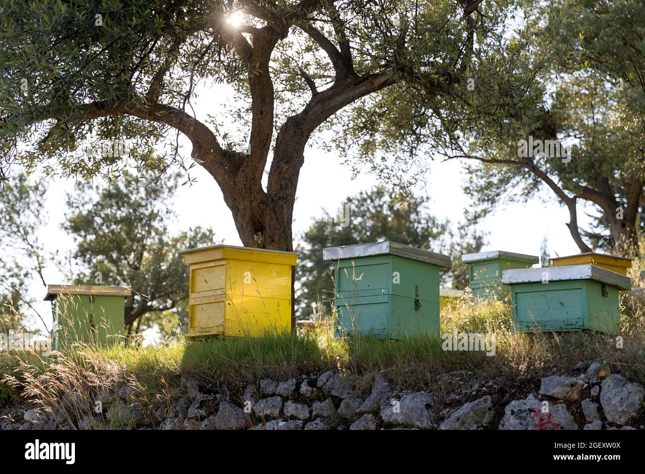 Fila di alveari sotto un olivo e bella retroilluminazione, Albania Foto Stock