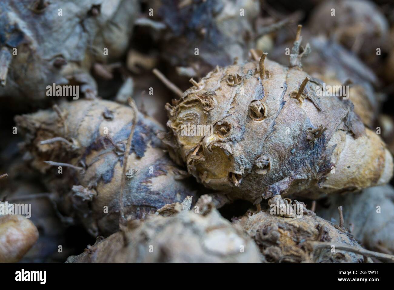 Un primo colpo di radice di curcuma cruda con buccia post raccolto. La curcuma ha mostrato proprietà antinfiammatorie che potrebbero prevenire l'infiammazione cronica A. Foto Stock