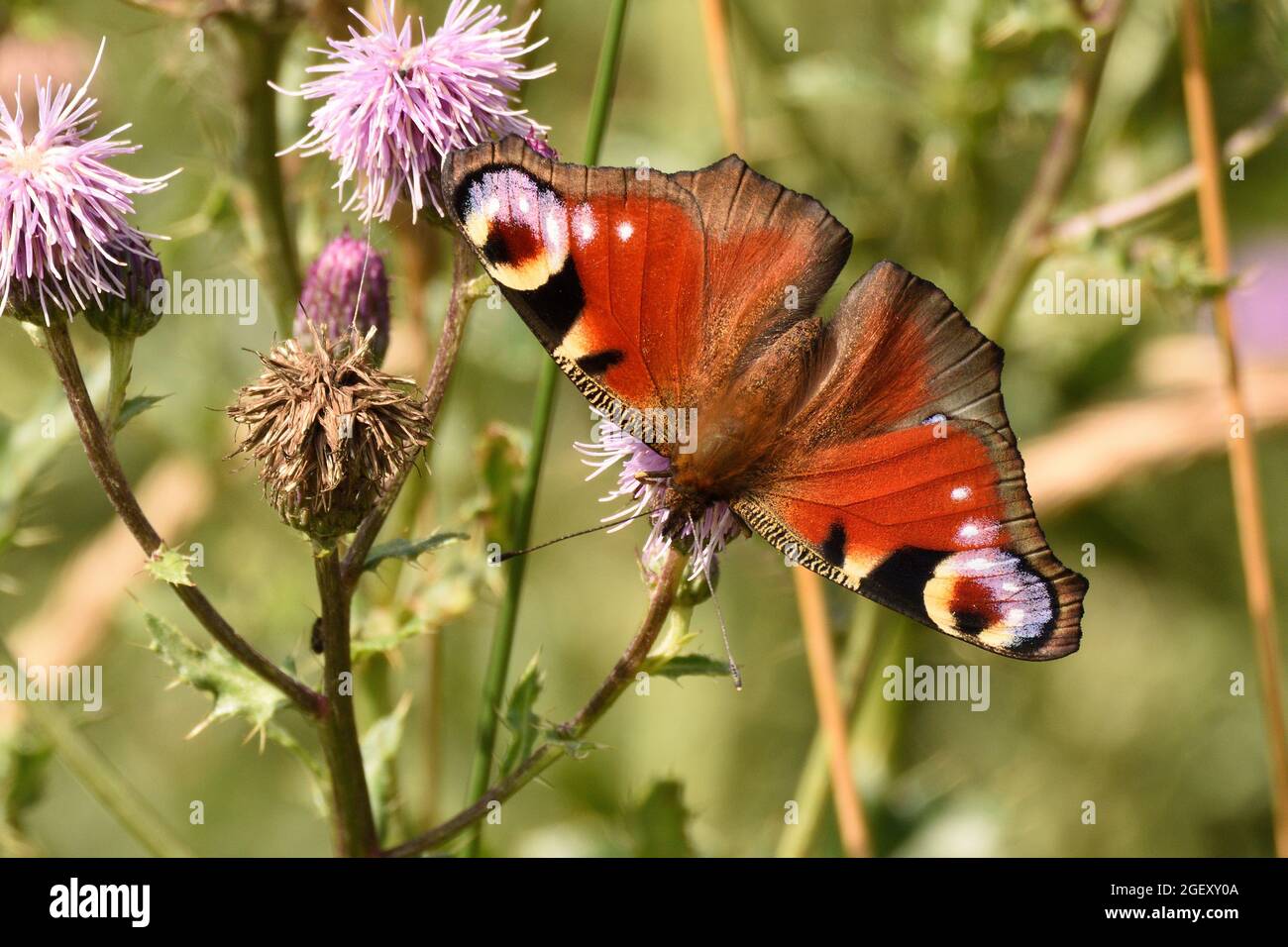 Peacock farfalla alimentazione sul nettare di fiori strisciante cardo. Buckinghamshire, Inghilterra, Regno Unito. Foto Stock
