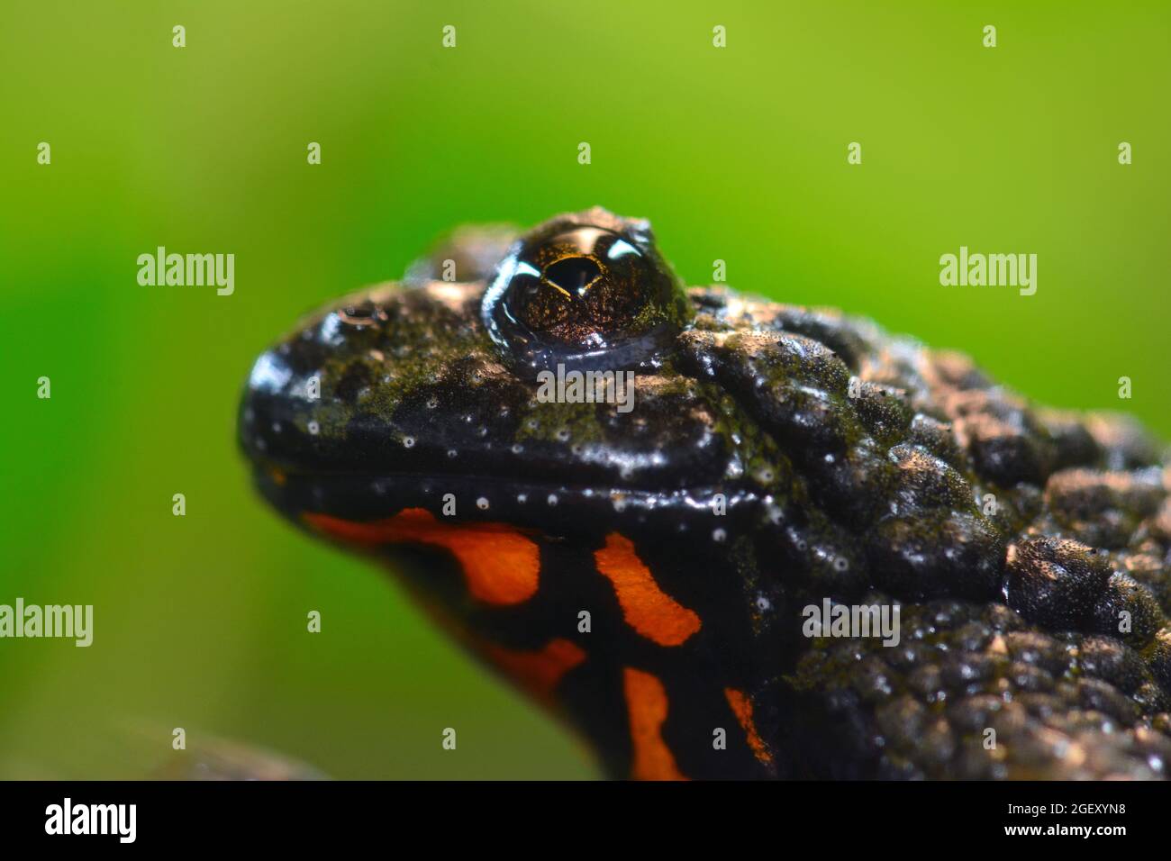 Rana velenosa tropicale - ritratto Foto Stock