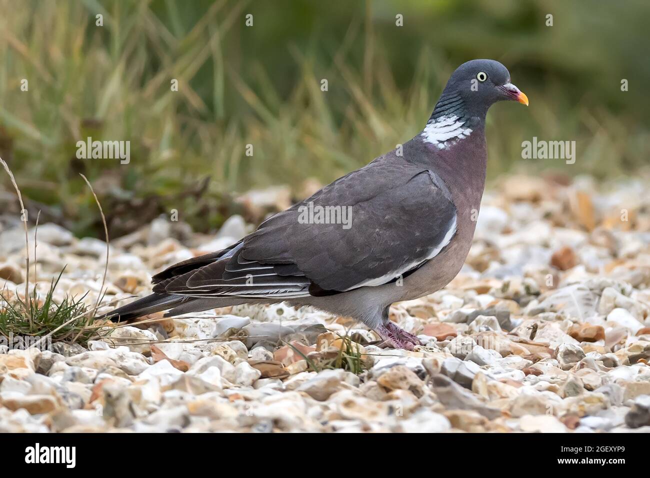 Woodpicceon, Columba Palumbus, Ham Common Nature Reserve & Hamworthy Lake, Poole, Dorset Foto Stock