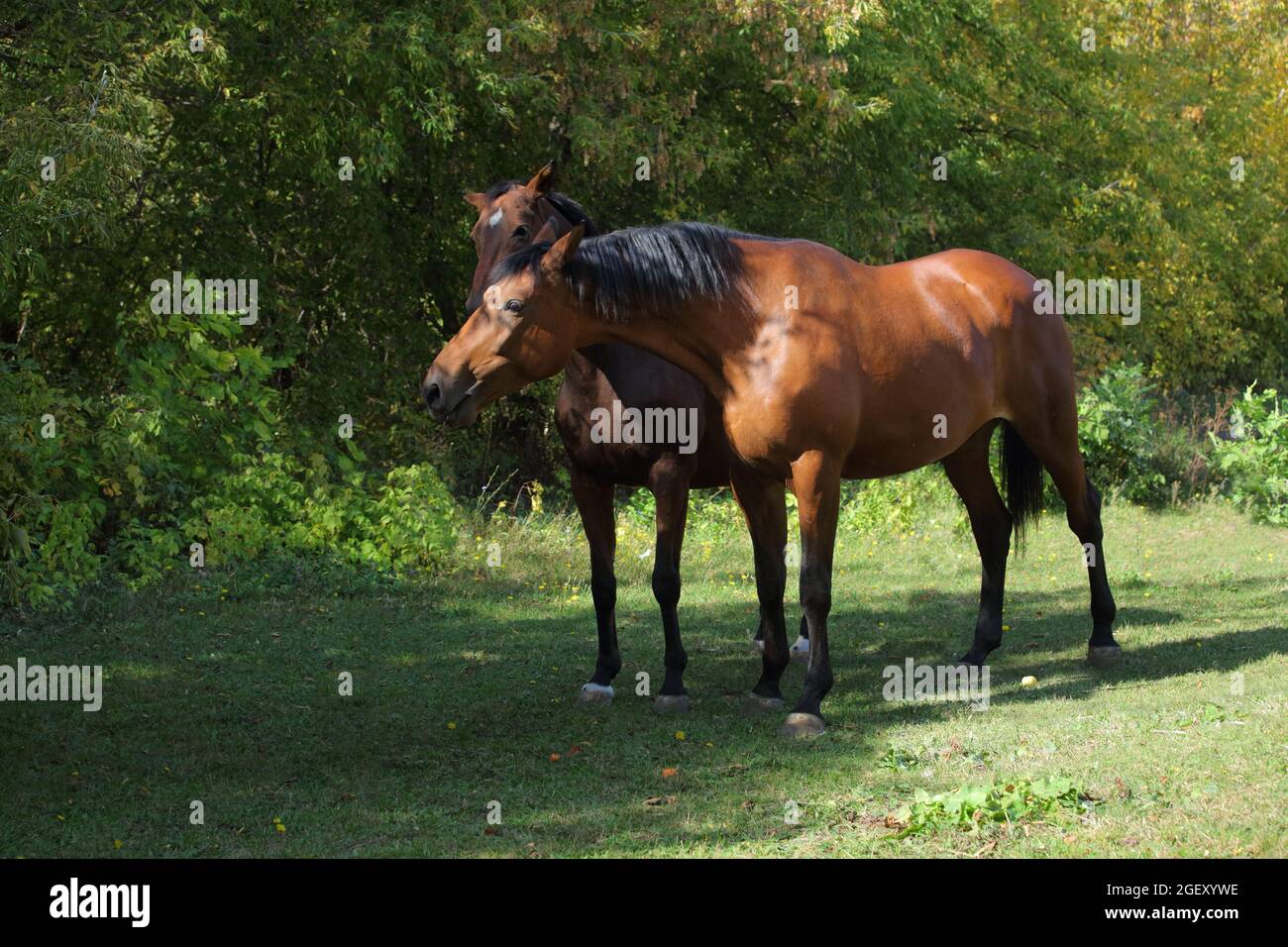 Due bellissimi cavalli da corsa che camminano insieme nel prato autunnale Foto Stock