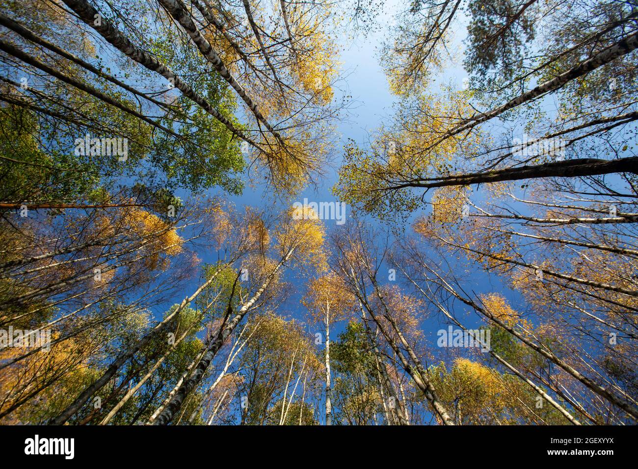 Vista dal basso su alberi di betulla (Betula pendula) e aspen (Populus tremula) durante il fogliame autunnale Foto Stock