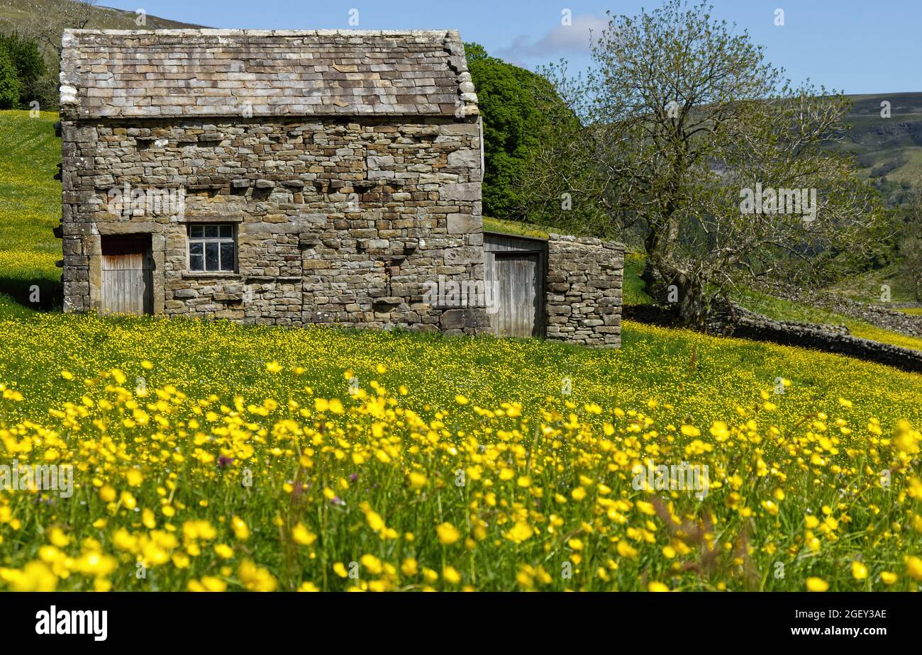 Un fienile di campo nei prati di fieno con le farfalle, Muker, Swaledale, Yorkshire Dales National Park Foto Stock