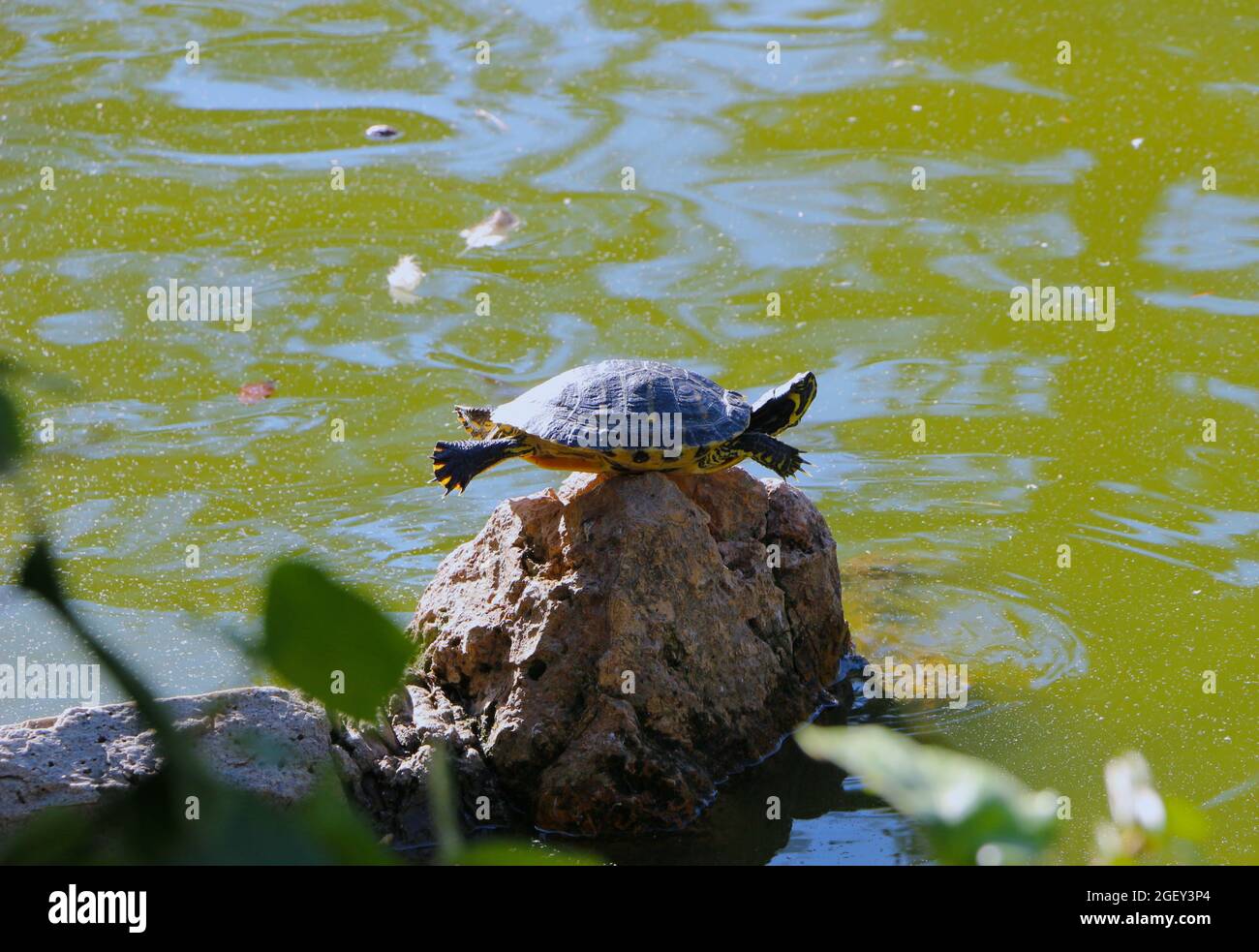 Tartaruga laghetto europeo bilanciata su una roccia che si crogiolano al sole con arti distese Foto Stock