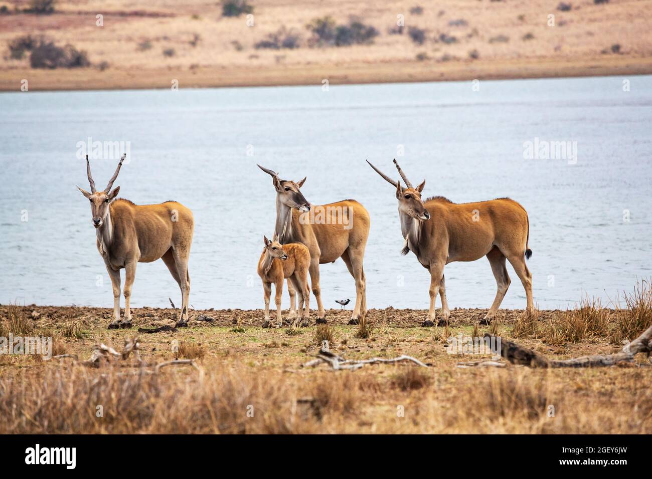 Un gruppo di terre comuni antilopi taurotragus oryx a Mankwe Dam, Parco Nazionale di Pilanesberg, Sudafrica Foto Stock