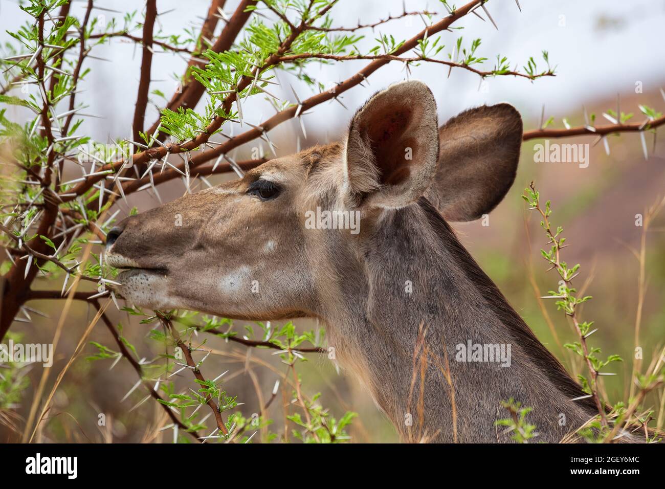 Antilope femminile del Kudu Tragelaphus strepsiceros che si nutrono di acacia, Parco Nazionale di Pilanesberg, Sudafrica Foto Stock