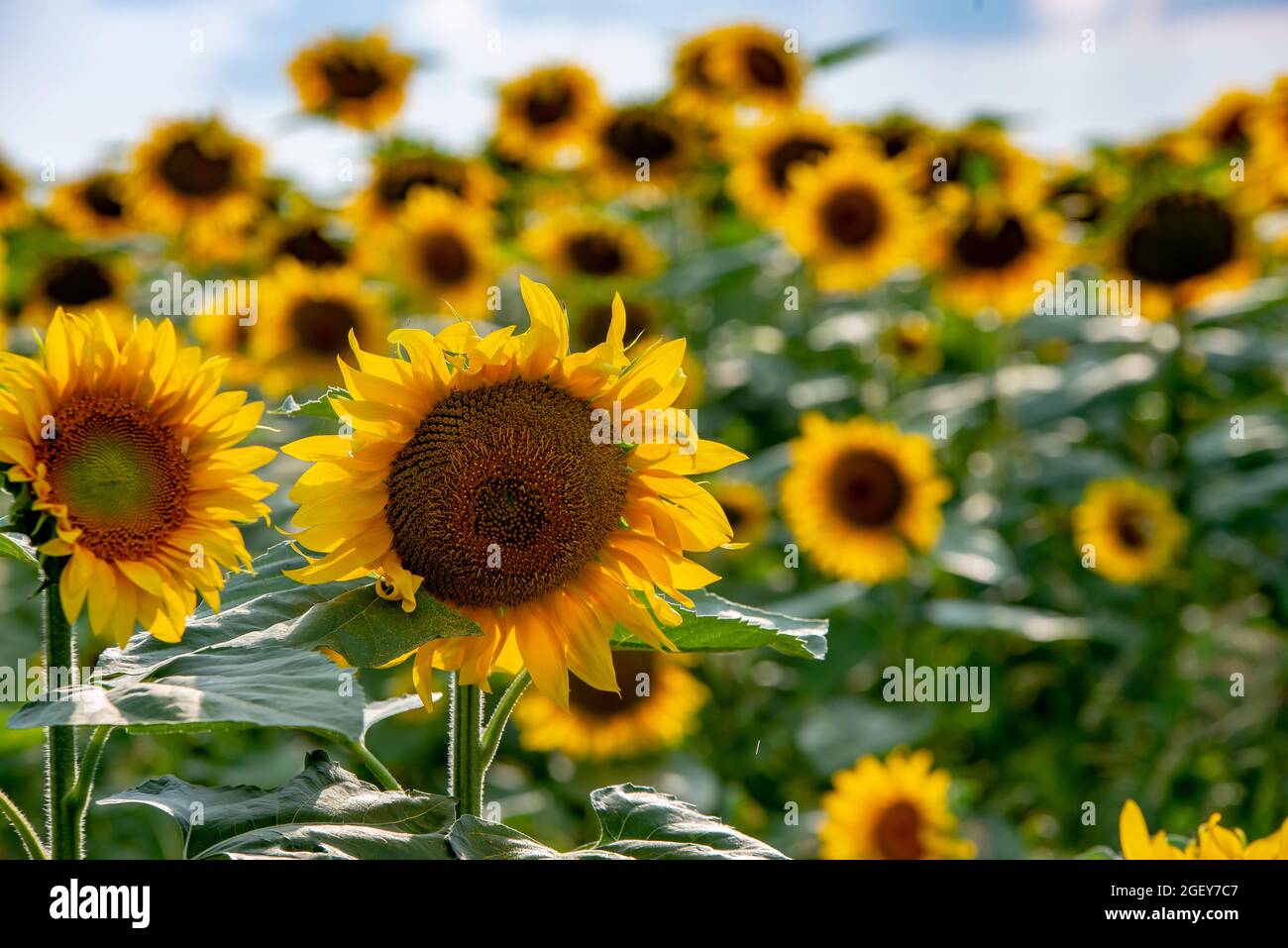 Campo di piante di girasole Foto Stock