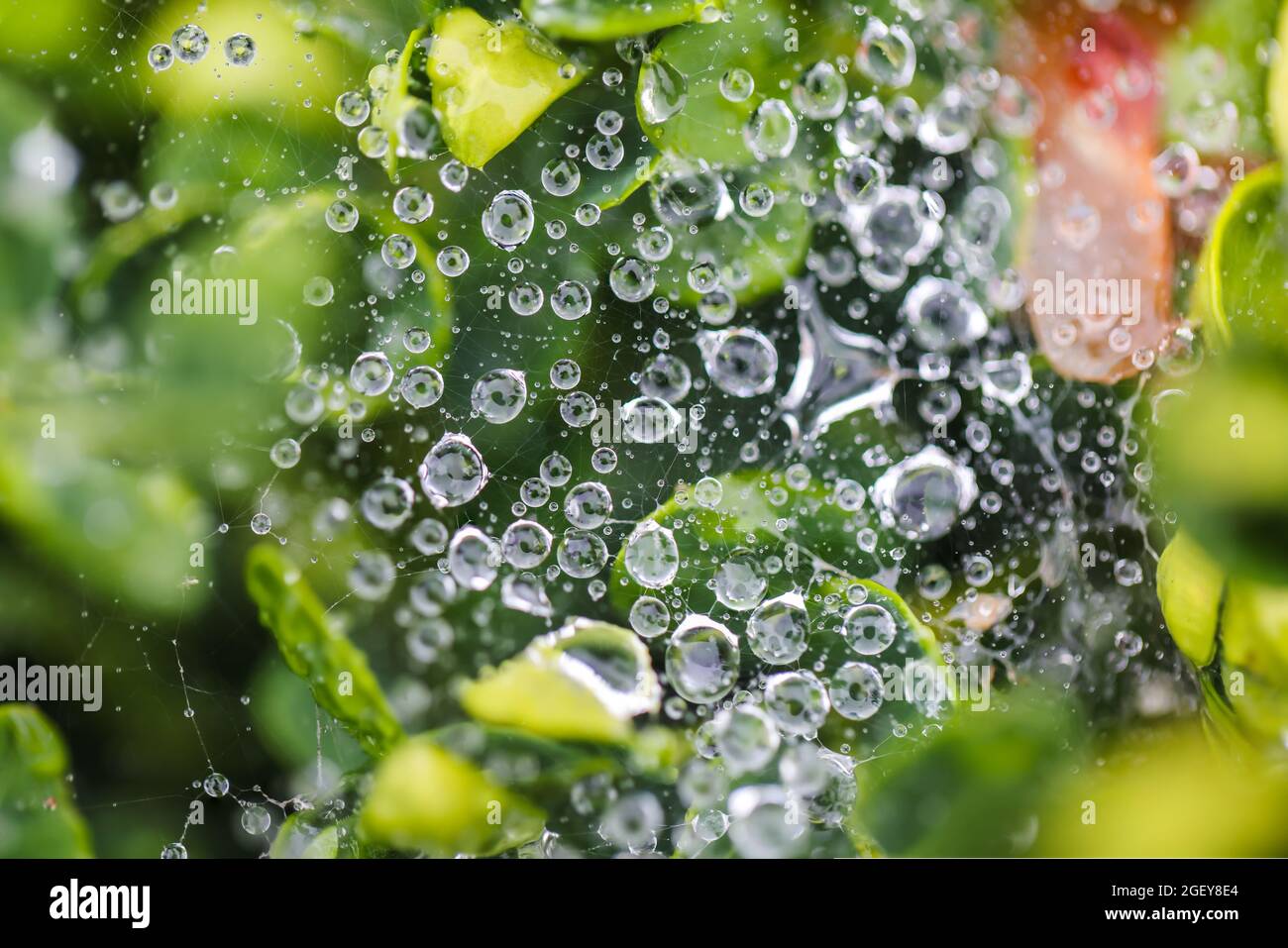 Piccole gocce d'acqua si accumularono sulla rete dei ragni e sulle foglie verdi dopo una pioggia in una bella mattina presto durante la primavera Foto Stock