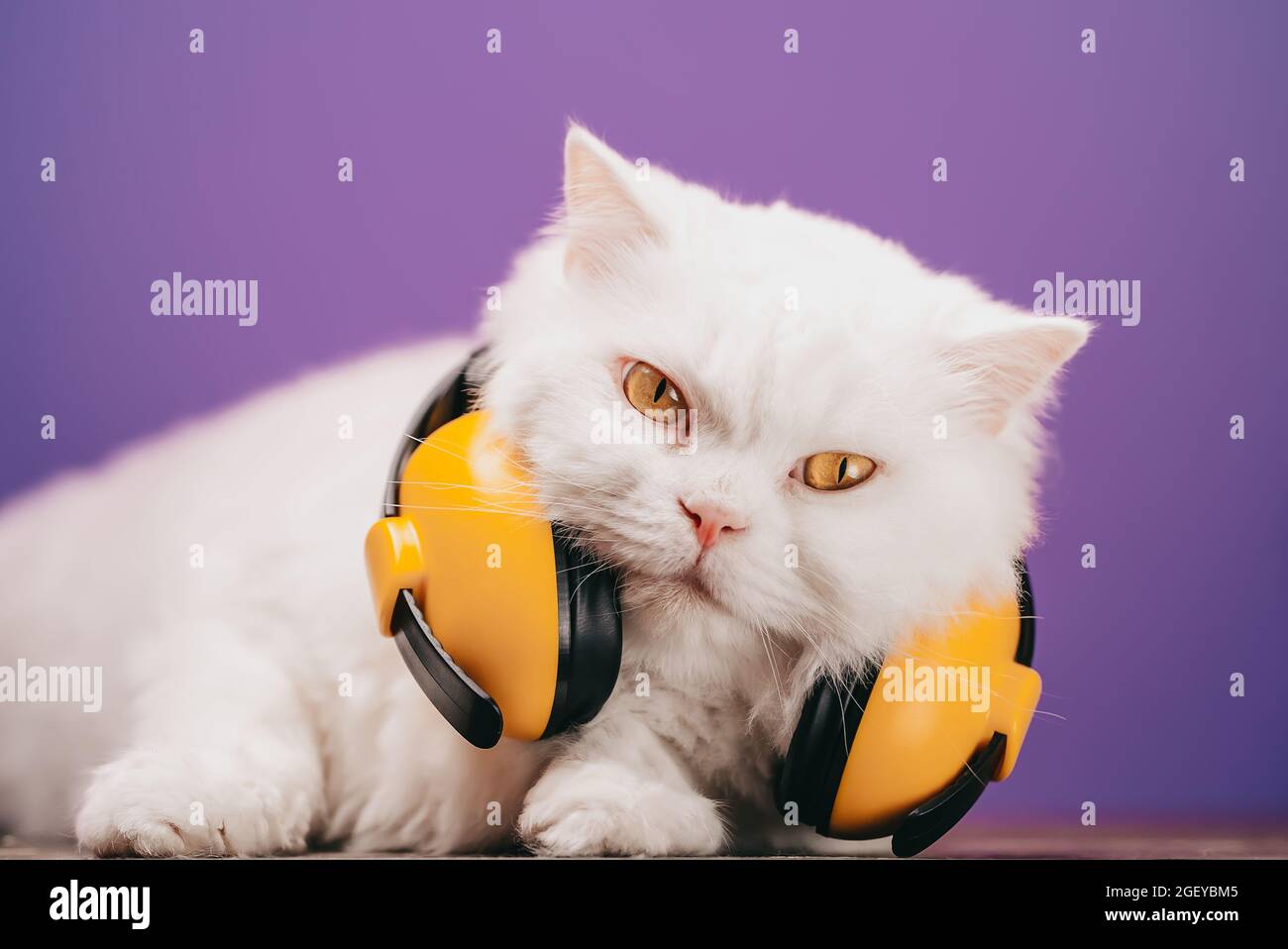 Ritratto di gatto soffice con cuffie gialle su sfondo viola. Musica,  auricolari, radio, concetto di animale fresco. Foto studio. Pussycat bianco  Foto stock - Alamy