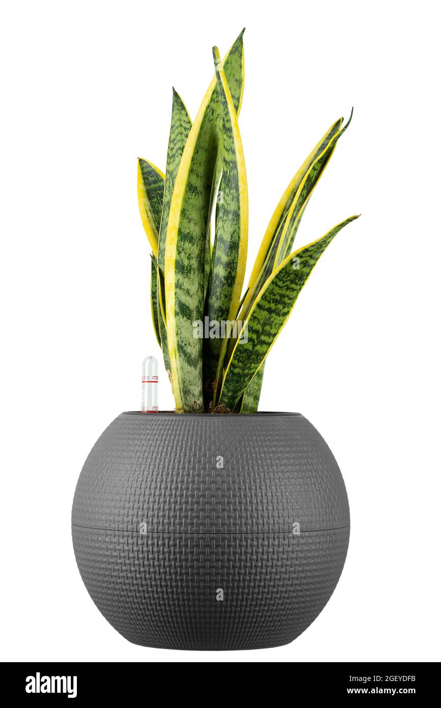 Sansevieria trofasciata isolato su sfondo bianco. Piante interne in una pentola. Il file contiene il percorso di ritaglio. Foto Stock
