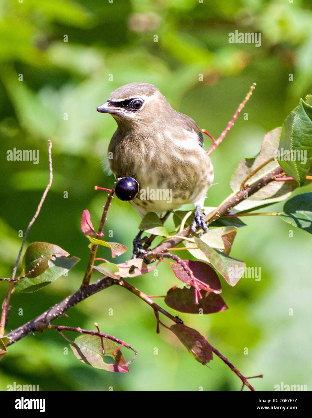 Waxwing giovane uccello arroccato mangiare frutti di bosco nel suo ambiente e habitat circostante. Cedar Waxwing Bird Stock Foto e immagine. Foto Stock