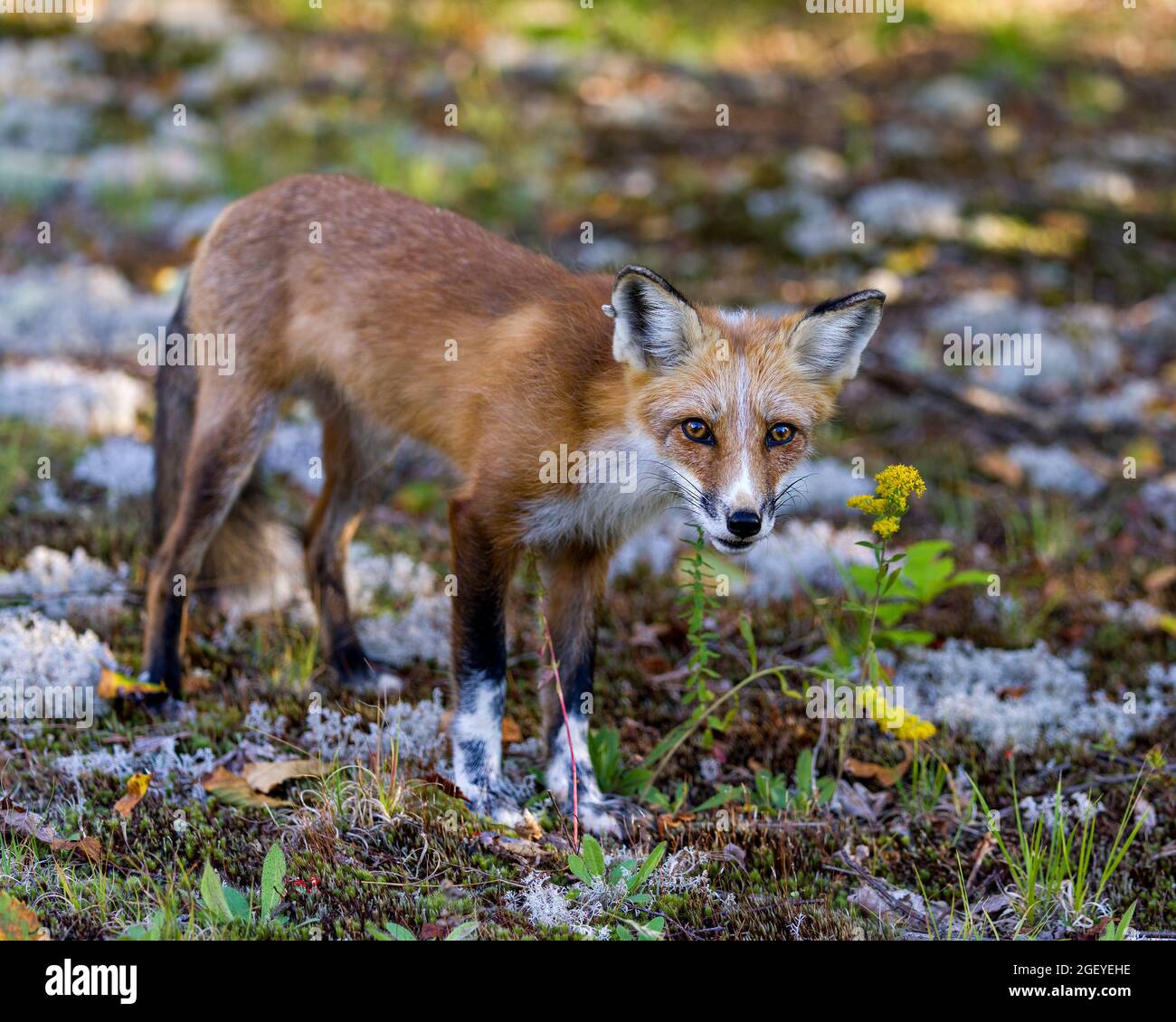 Vista laterale della volpe rossa che guarda la fotocamera con uno sfondo sfocato con il suo cappotto estivo in pelliccia nell'ambiente e nell'habitat circostante. Foto Stock