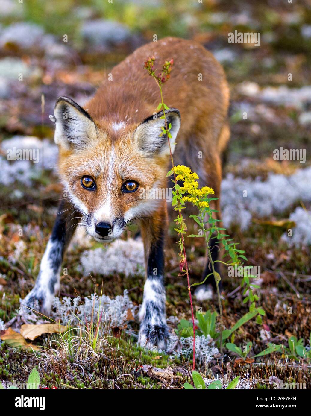 Vista frontale della volpe rossa guardando la fotocamera con uno sfondo sfumato e fiori gialli selvatici in primo piano nel suo ambiente e habitat circostante. Volpe Foto Stock