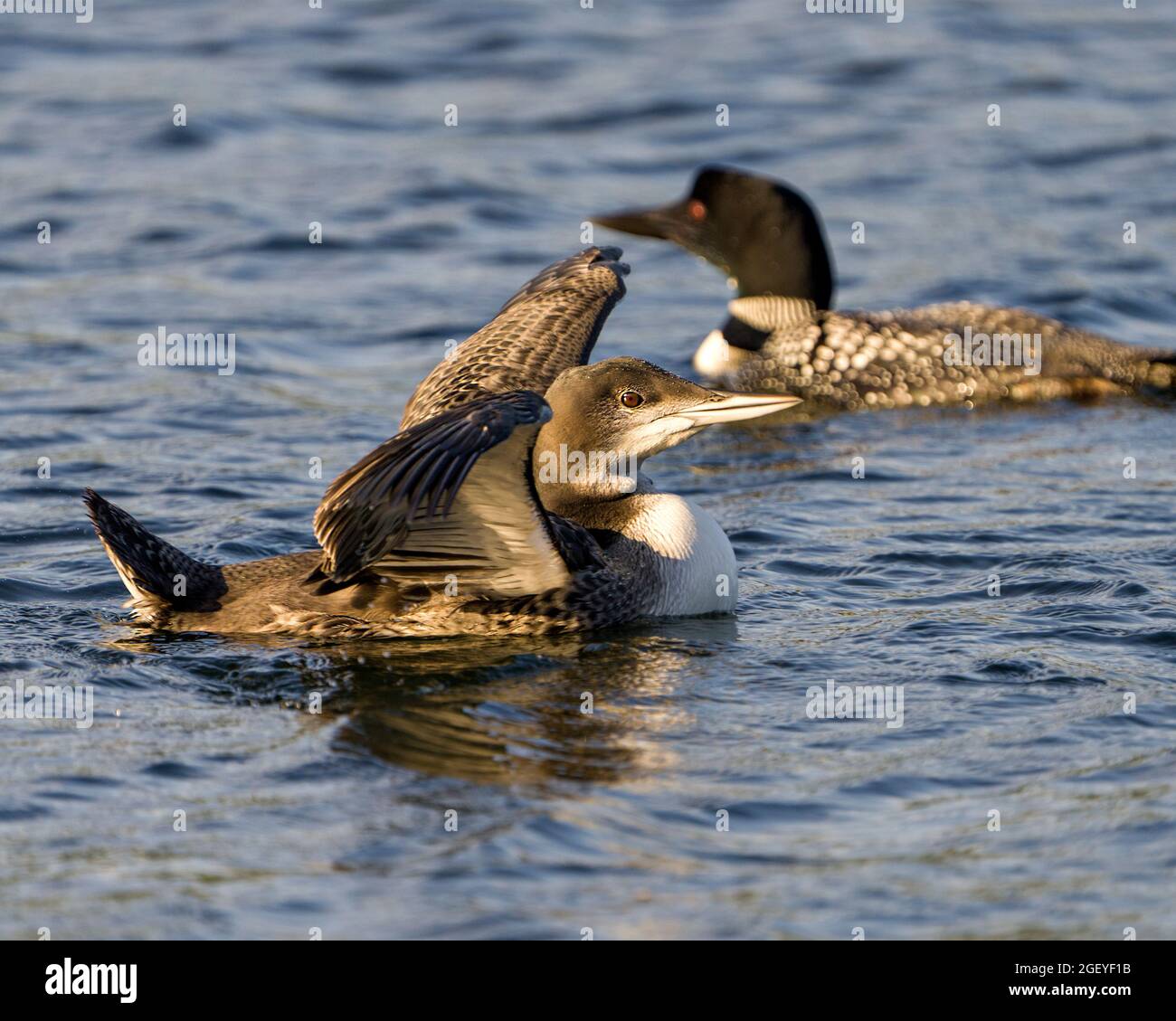 Comune uccello giovane Loon con ali sparse nel suo ambiente paludoso e habitat con sfocatura ondulazione sfondo blu acqua e loon genitore. Aletta di sbattimento Foto Stock