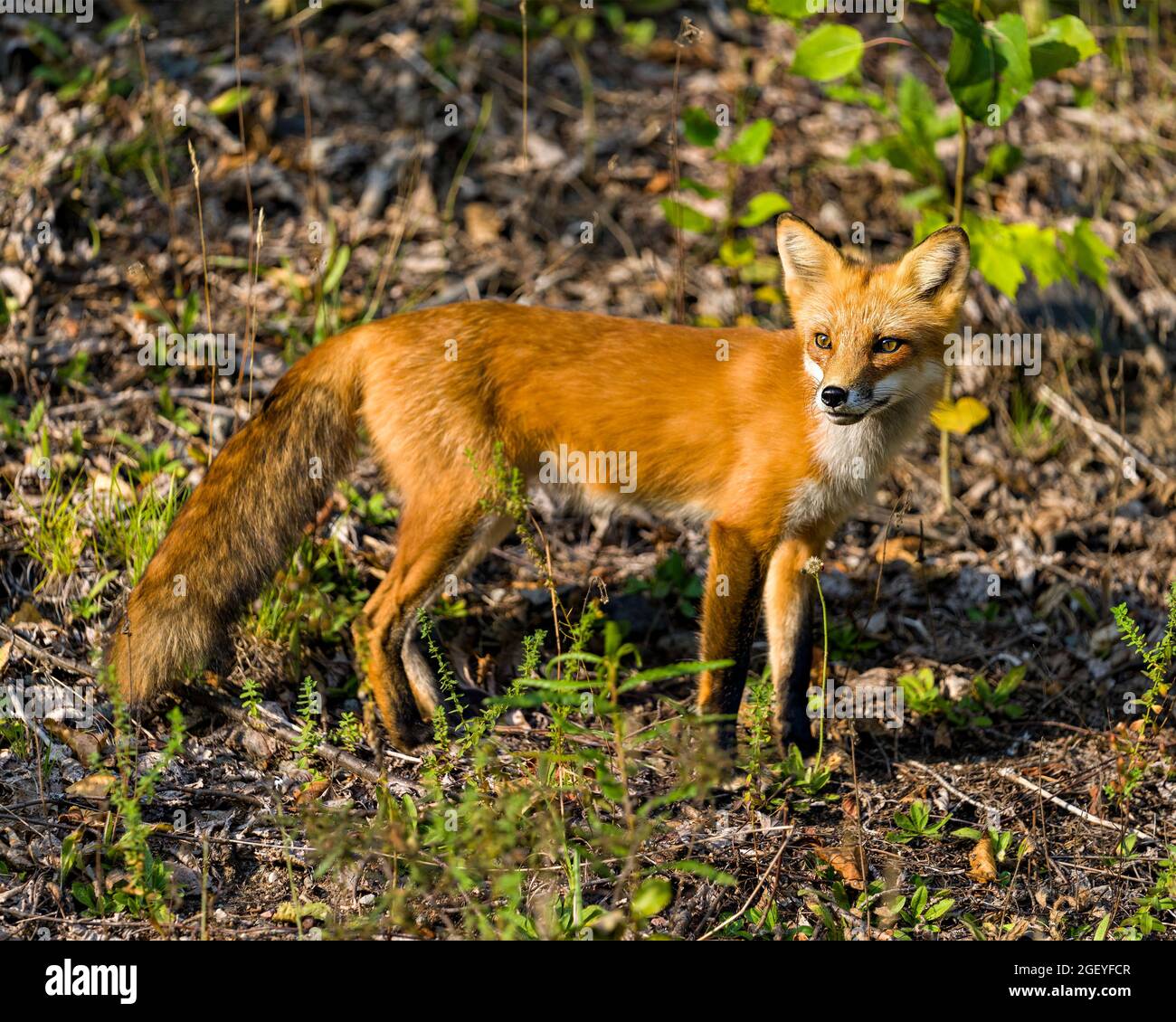 Red Fox crogiolarsi negli ultimi raggi del tramonto del sole sera nel suo ambiente e habitat circostante con uno sfondo fogliame. Immagine Fox. Foto Stock