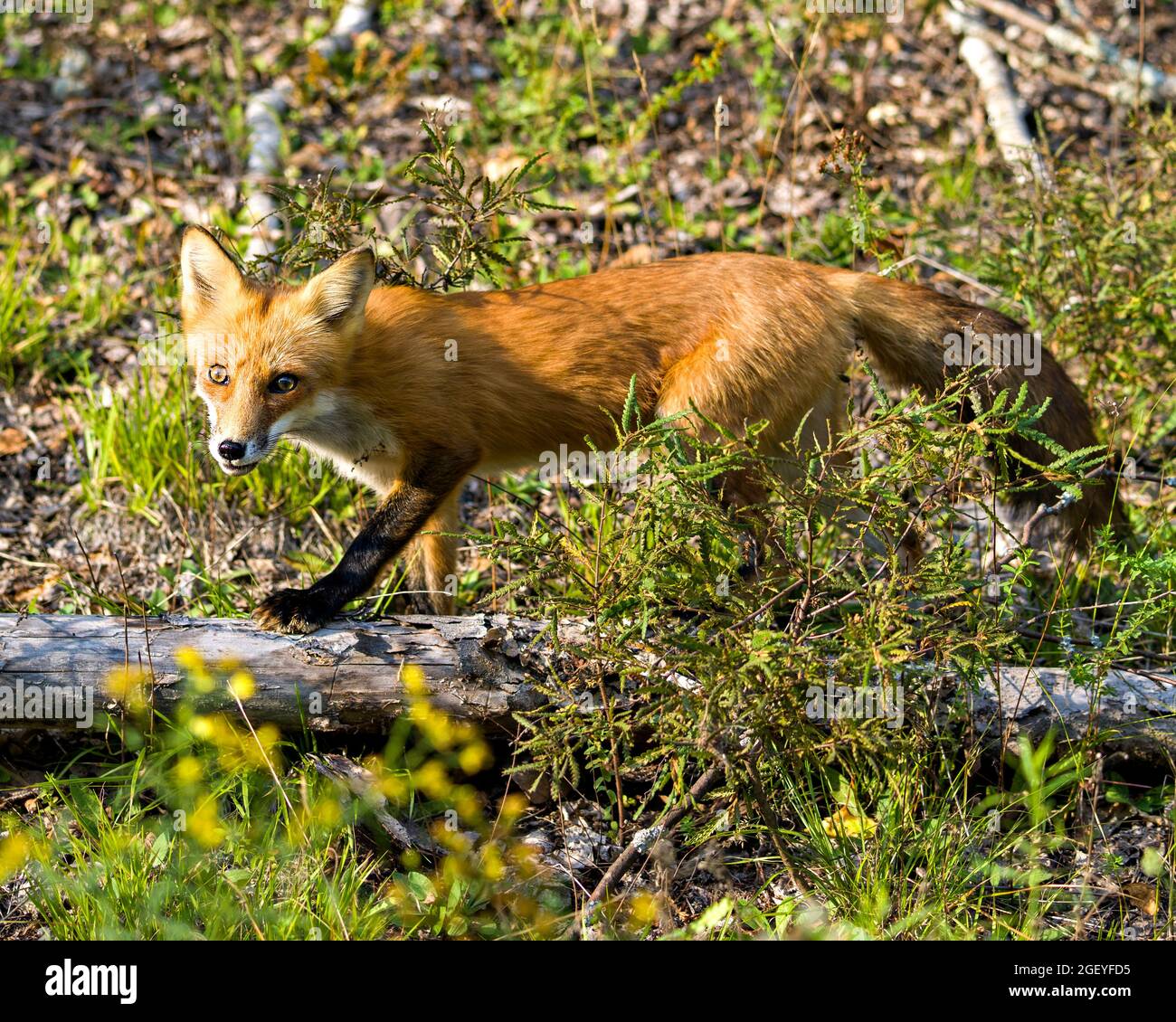 Red Fox crogiolarsi alla luce del sole di tarda sera nel suo ambiente e habitat circostante con uno sfondo fogliame e primo piano. Immagine Fox. Foto Stock