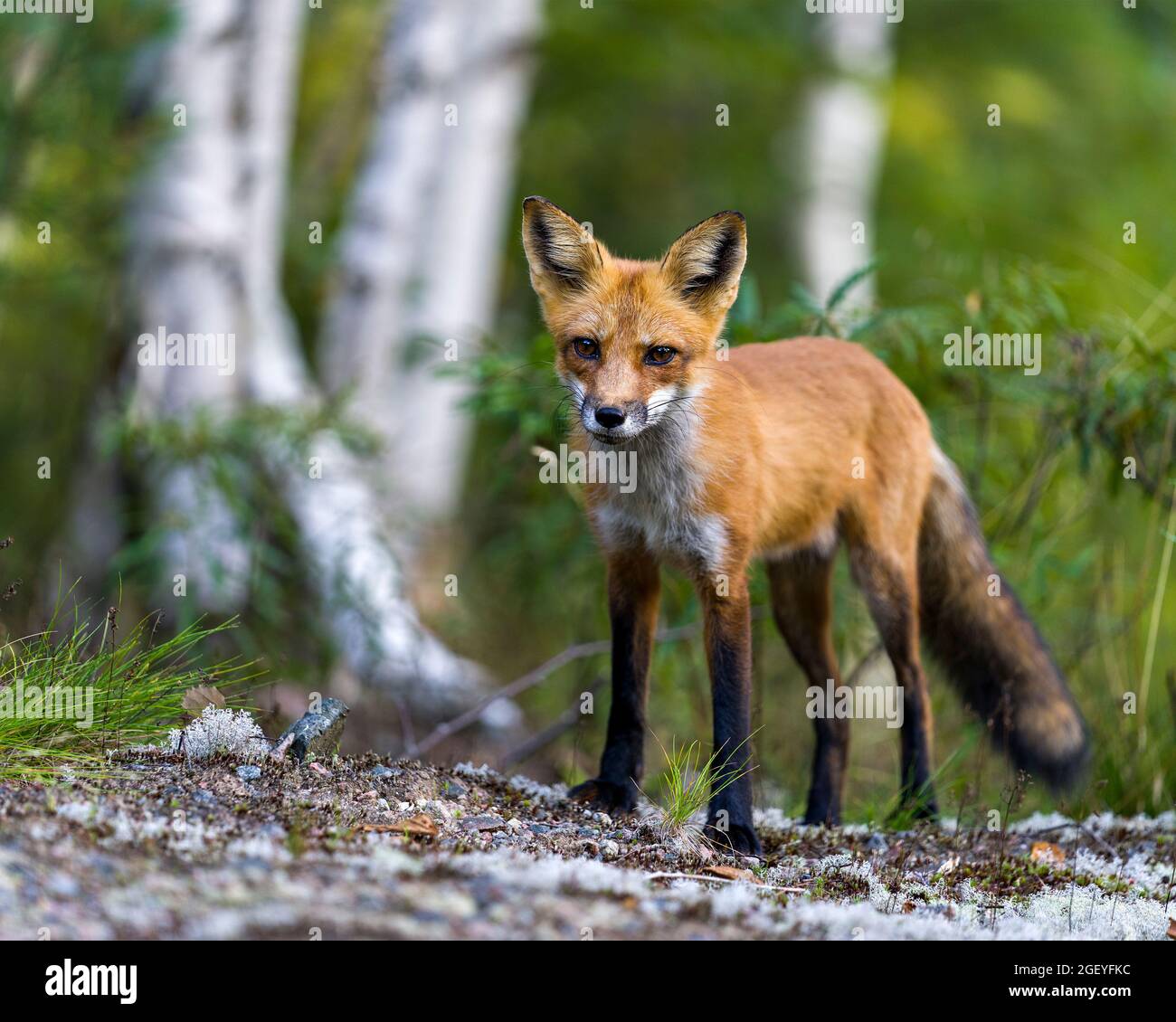 Vista ravvicinata del profilo Red Fox con foresta sfocata e sfondo di alberi di betulla nell'ambiente e nell'habitat circostante e guardando la fotocamera. Immagine Fox. Foto Stock