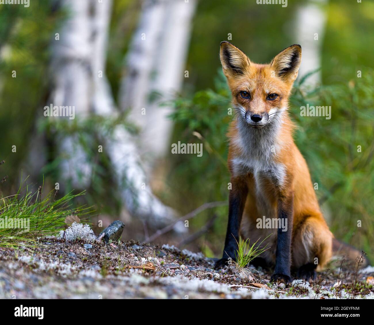Vista ravvicinata del profilo Red Fox seduta con foresta sfocata e sfondo di alberi di betulla nel suo ambiente e habitat e guardando la macchina fotografica. Immagine Fox. Foto Stock