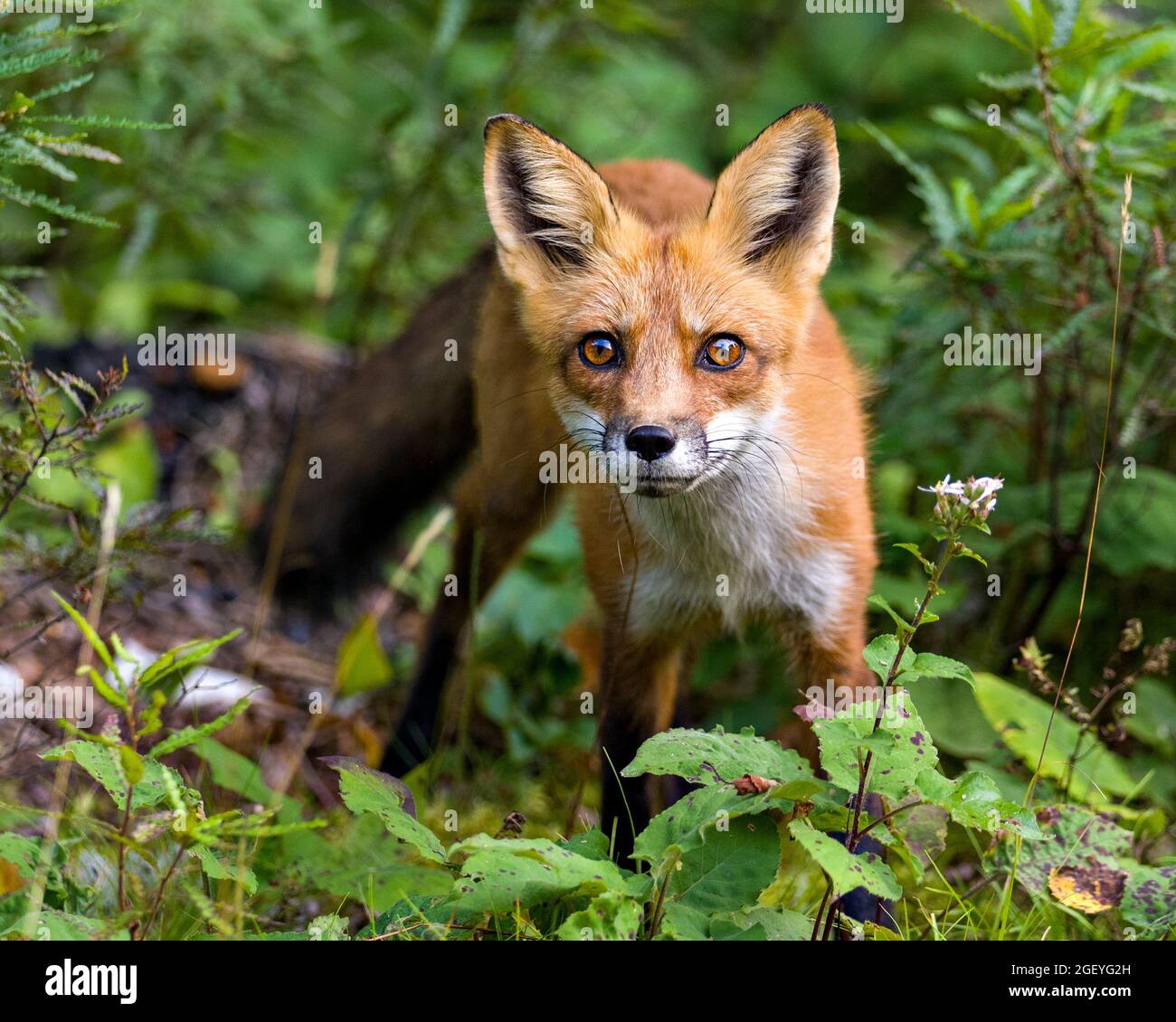 Vista del profilo di Red Fox close-up guardando la fotocamera con sfondo e primo piano sfumato nel suo ambiente e habitat . Immagine Fox. Colpo di testa. Foto Stock