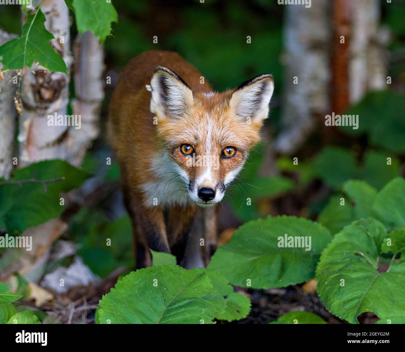 Vista ravvicinata del profilo Red Fox guardando la fotocamera con sfondo e primo piano sfumato nell'ambiente e nell'habitat circostante. Immagine Fox. Foto Stock