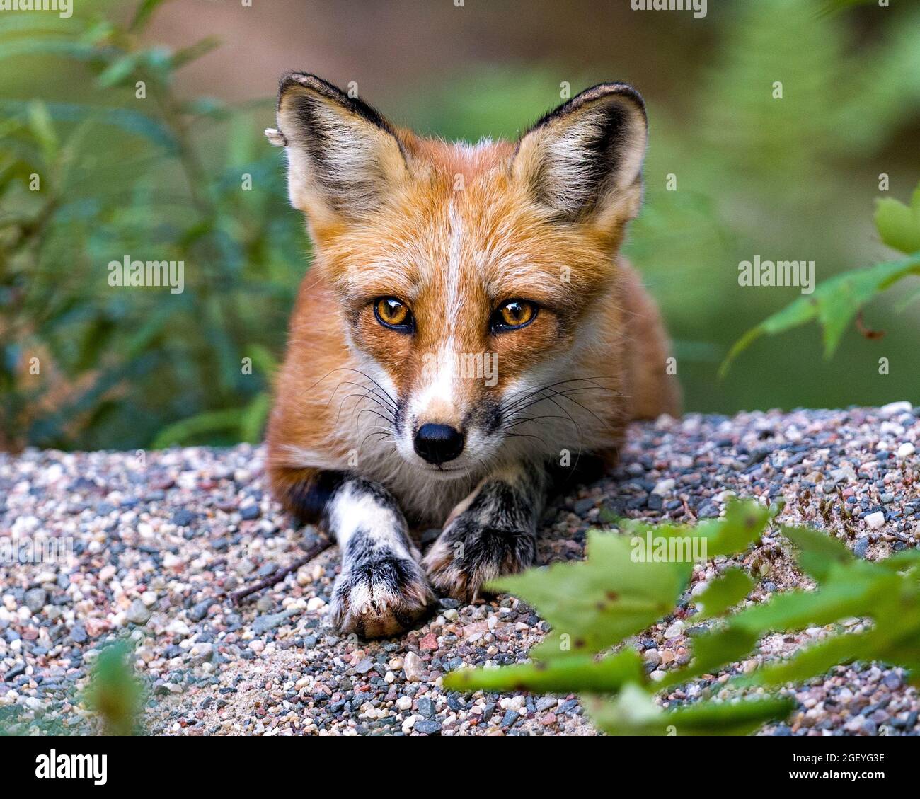 Red Fox poggiato su ghiaia e guardando la fotocamera con uno sfondo sfocato fogliame nel suo ambiente e habitat circostante. Colpo di testa. Immagine Fox. Foto Stock