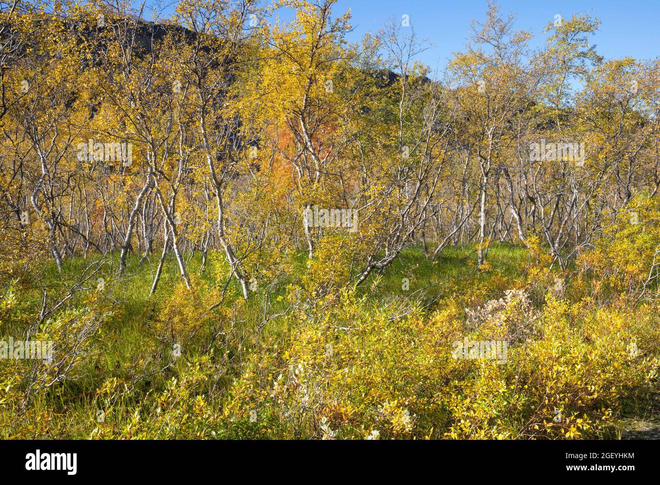 Moor-Birke, Herbstfärbung, herbstlich, Herbstlaub, Moorbirke, Haar-Birke, Besen-Birke, Behaarte Birke, Betula pubescens, SYN. Betula alba, betulla Foto Stock