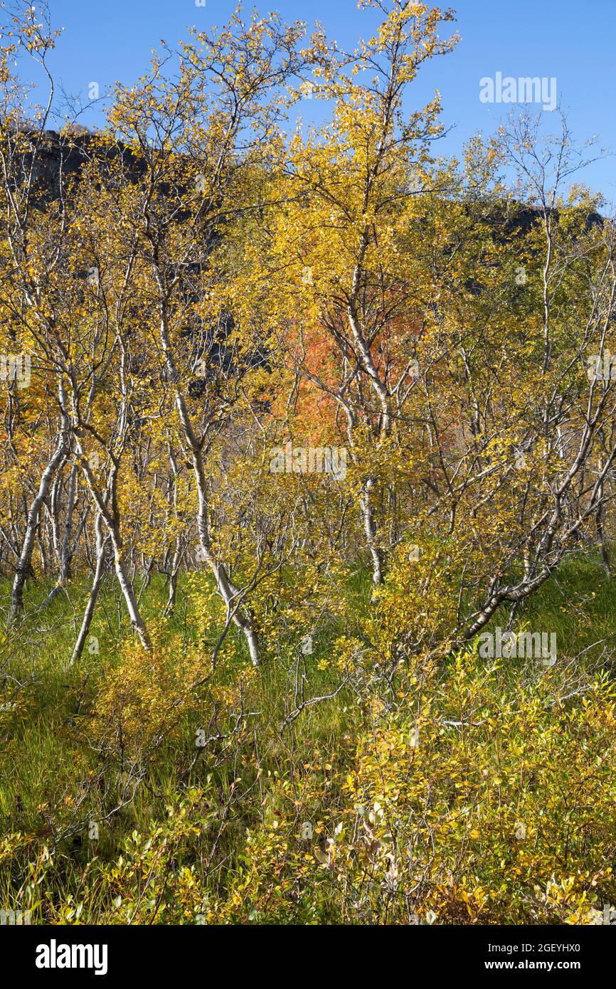 Moor-Birke, Herbstfärbung, herbstlich, Herbstlaub, Moorbirke, Haar-Birke, Besen-Birke, Behaarte Birke, Betula pubescens, SYN. Betula alba, betulla Foto Stock