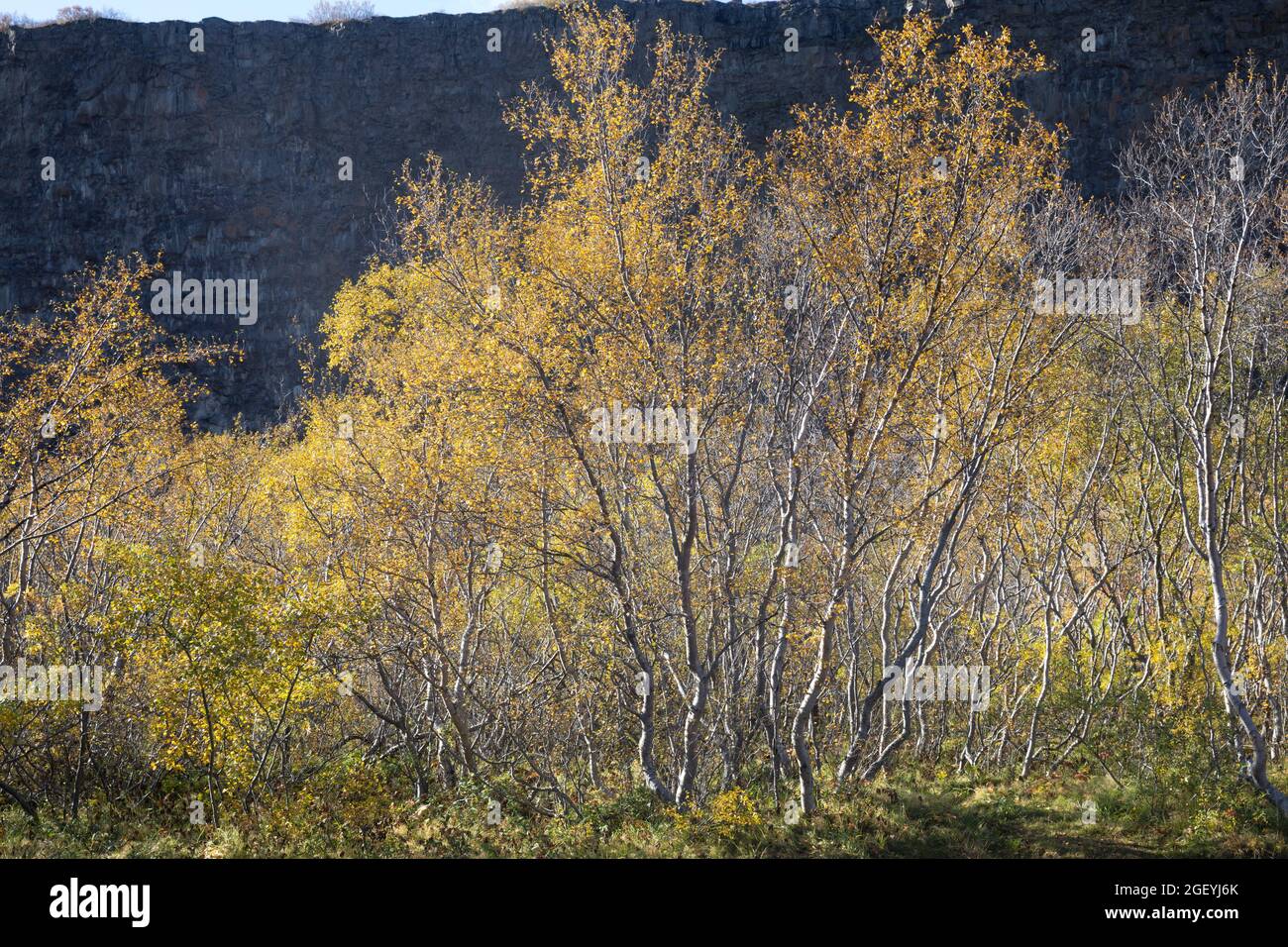 Moor-Birke, Herbstfärbung, herbstlich, Herbstlaub, Moorbirke, Haar-Birke, Besen-Birke, Behaarte Birke, Betula pubescens, SYN. Betula alba, betulla Foto Stock