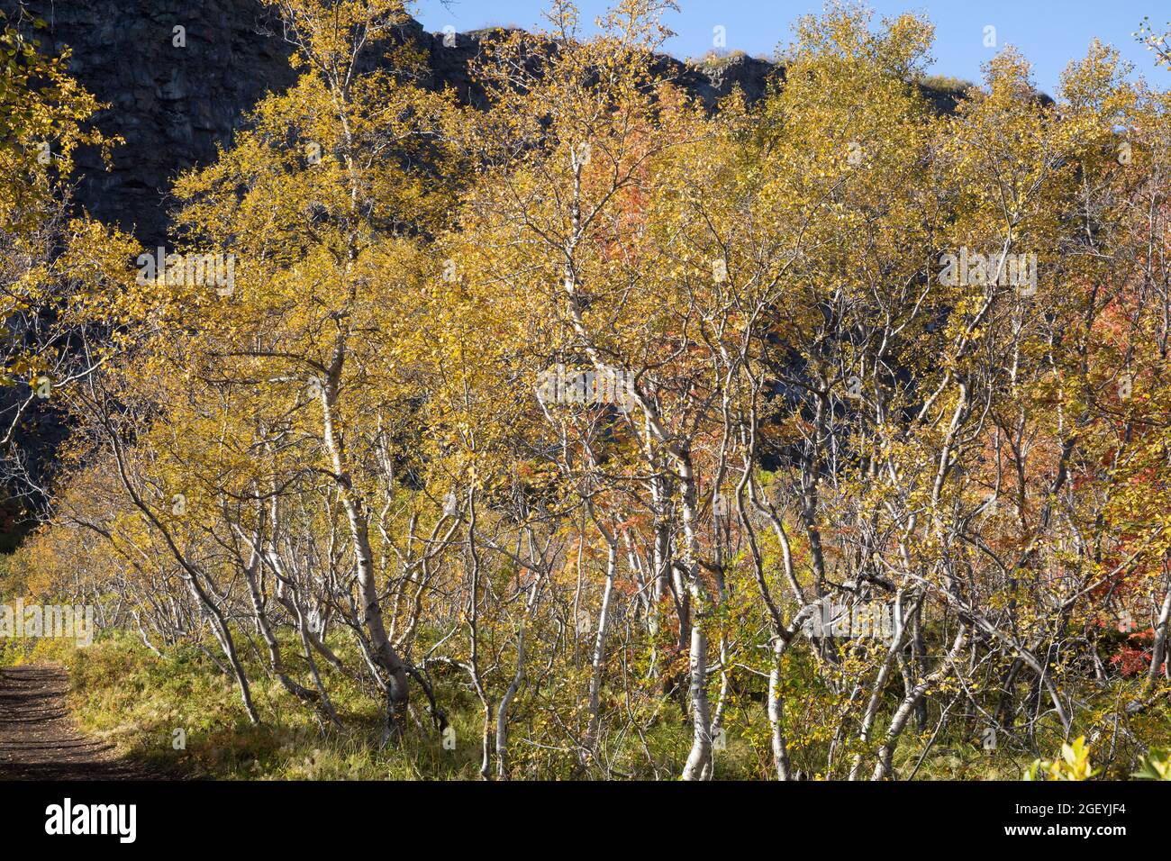 Moor-Birke, Herbstfärbung, herbstlich, Herbstlaub, Moorbirke, Haar-Birke, Besen-Birke, Behaarte Birke, Betula pubescens, SYN. Betula alba, betulla Foto Stock