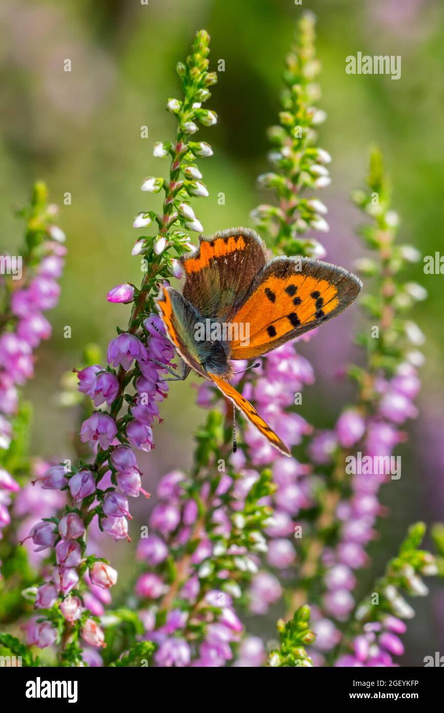 Piccolo rame / rame americano / rame comune (Lycaena phlaeas) farfalla alata gossamer su erica comune (Calluna vulgaris) in estate Foto Stock