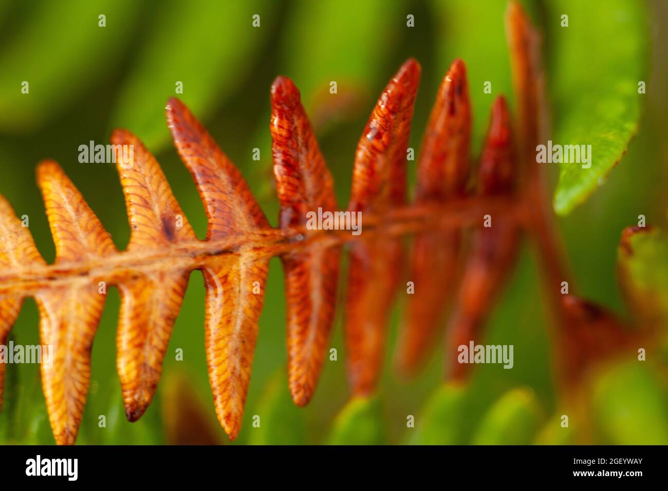 Bella felce selvaggia che inizia a girare colore per l'autunno. Piante naturali primo piano Foto Stock