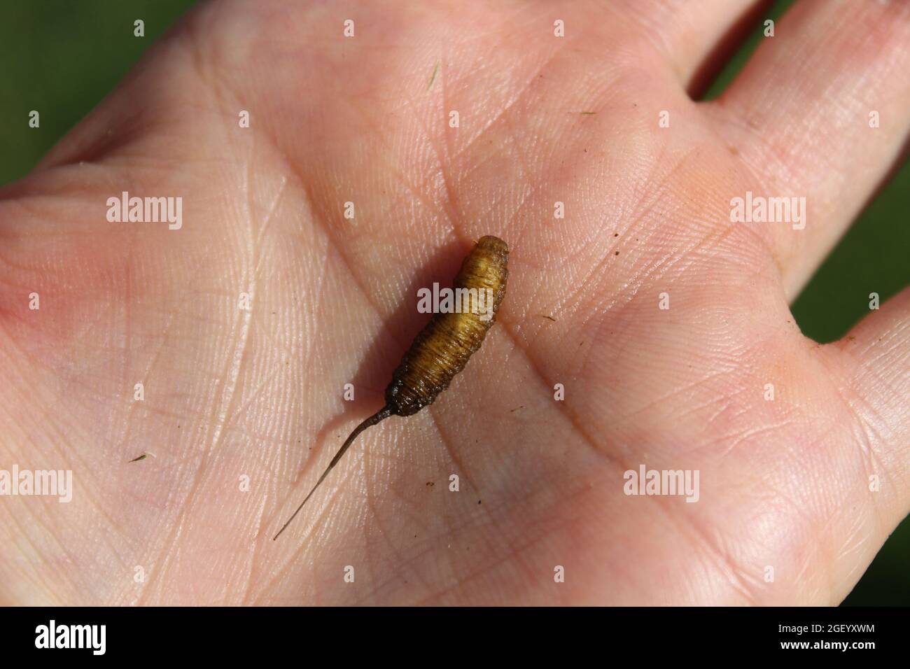 maggot a coda di ratto in una mano Foto Stock