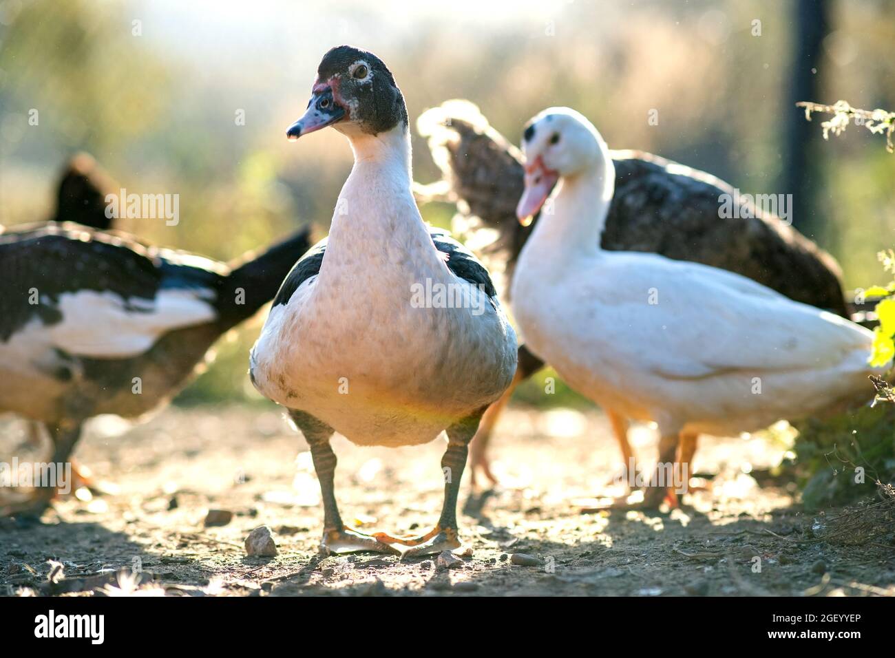 Anatre alimentano su barnyard rurale tradizionale. Particolare di una testa d'anatra. Primo piano di uccelli acquatici in piedi sul cortile fienile. Concetto di allevamento di pollame di gamma libera. Foto Stock