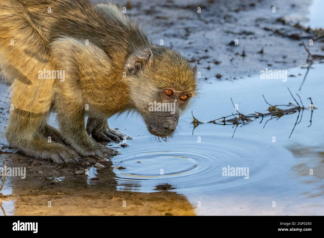 Sorseggia un sorso Foto Stock