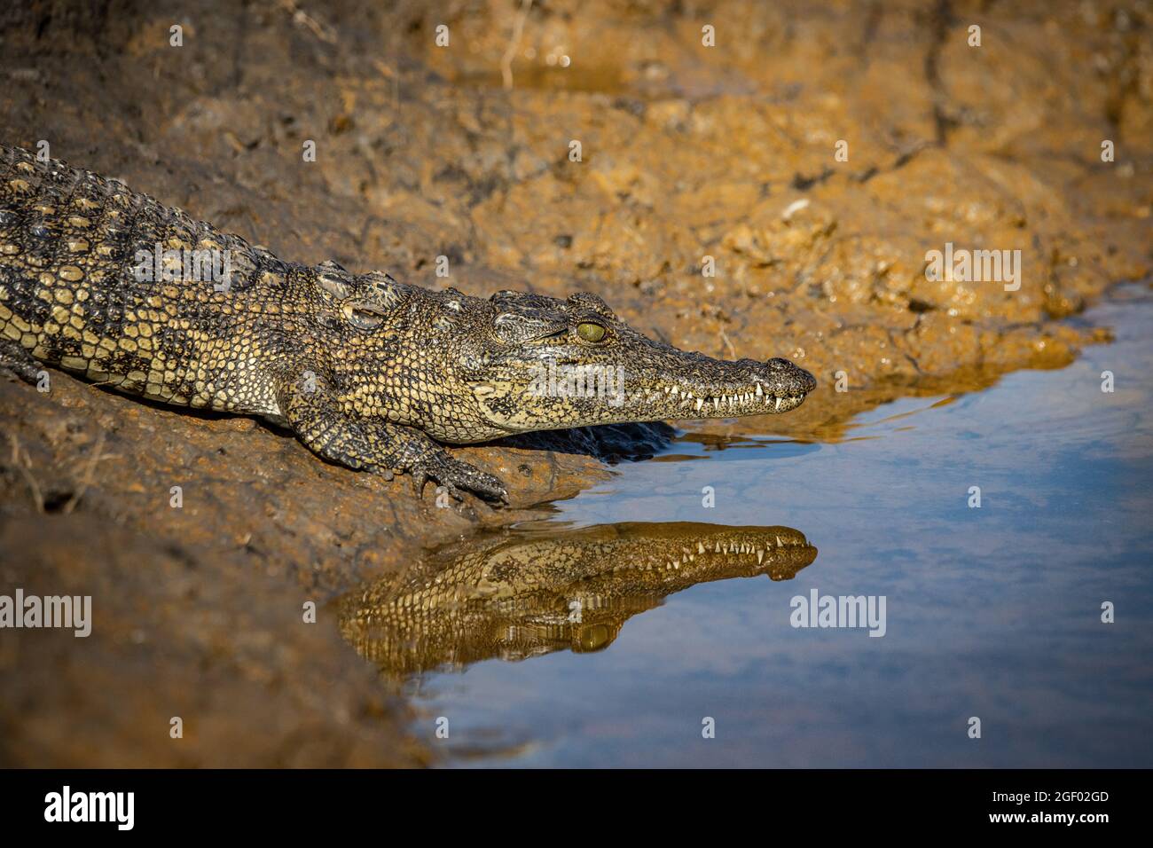 Giovane coccodrillo sulla riva del fiume Chobe Foto Stock