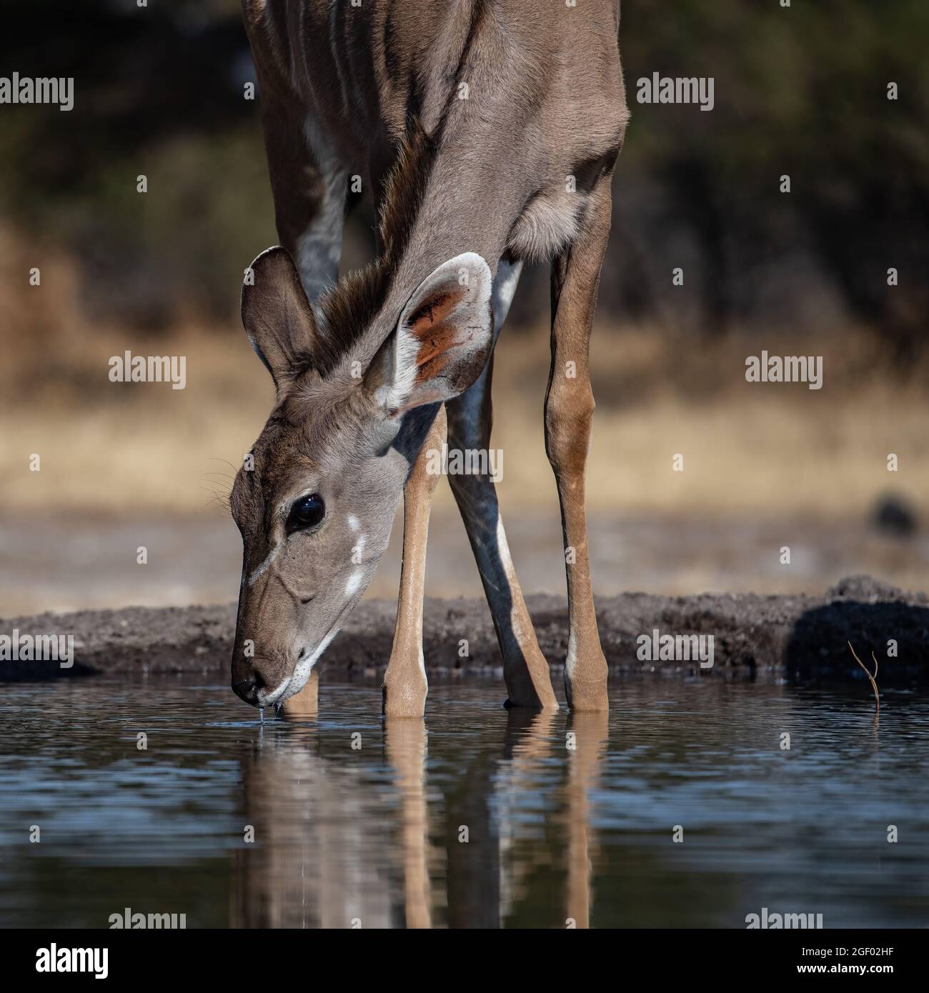 Giovane femmina kudu al waterhole Foto Stock