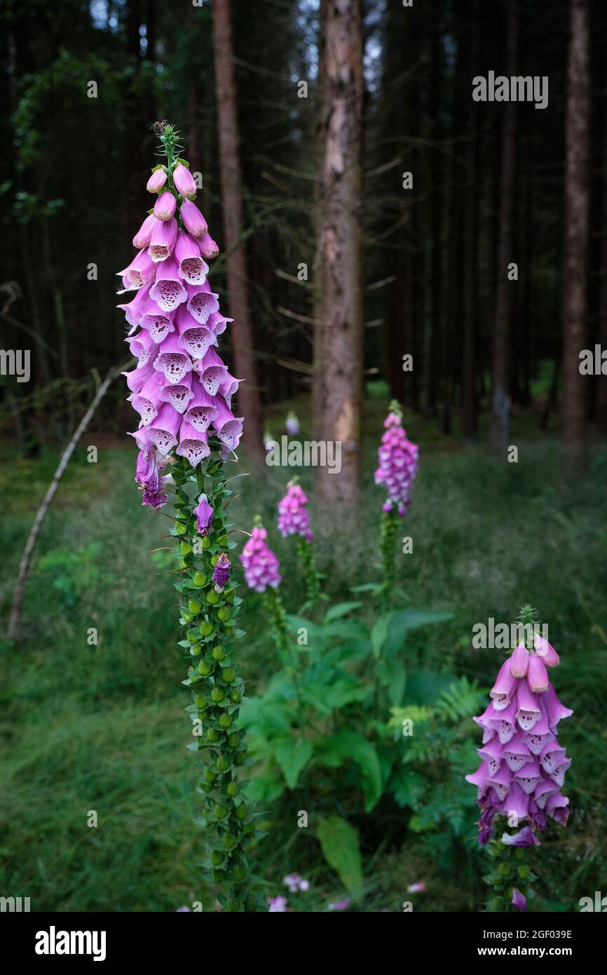Fiore di purpurea di Digitalis, guanto di foxglove, guanto di foxglove viola, guanto da donna. Alberi scuri e poco affilati e la foresta sullo sfondo. Amersfoort, il Foto Stock