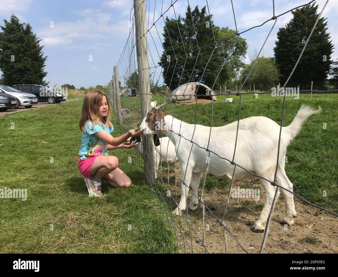 giovane ragazza che alimenta le capre in penna a filo Foto Stock