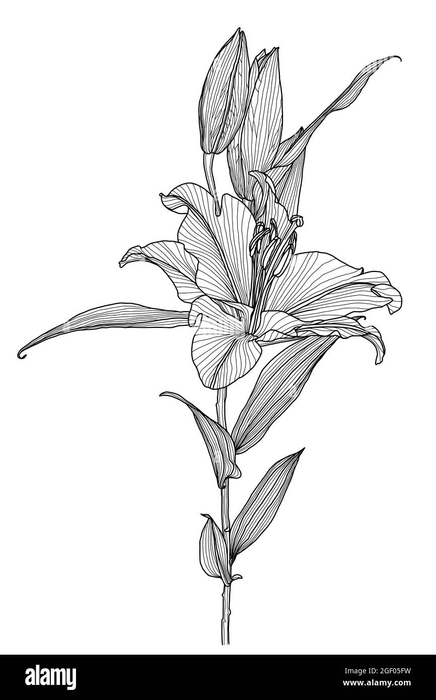 Grafica lineare realistica fiore giglio con foglie e boccioli isolati su sfondo bianco, arte digitale moderna elemento di design per decorare prodotti stampati, inviti, cartoline. Illustrazione Vettoriale